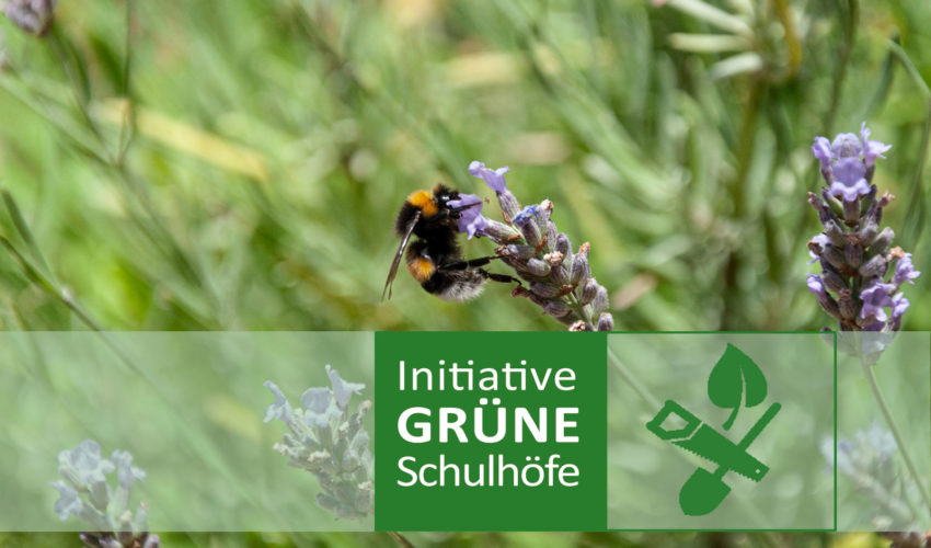 Aktuell: Initiative Grüne Schulhöfe
